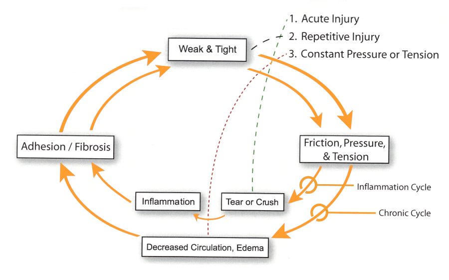 adhesion cycle