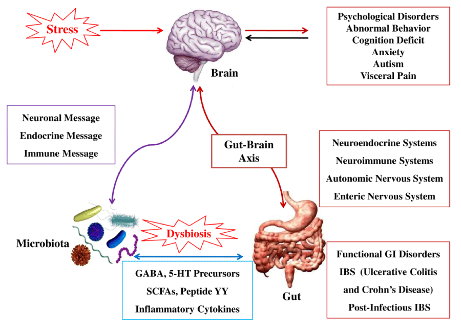 Role of estrogen and stress on the brain-gut axis